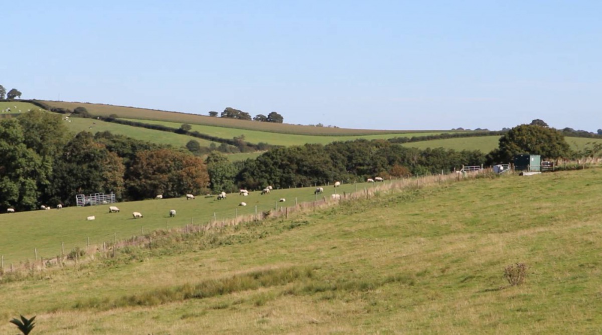 Sheep grazing at “Farm Lab” of Rothamsted Research in North Wyke, Devon, England, Sep 13, 2019, in this screengrab taken from video. Thomson Reuters Foundation/Thin Lei Win