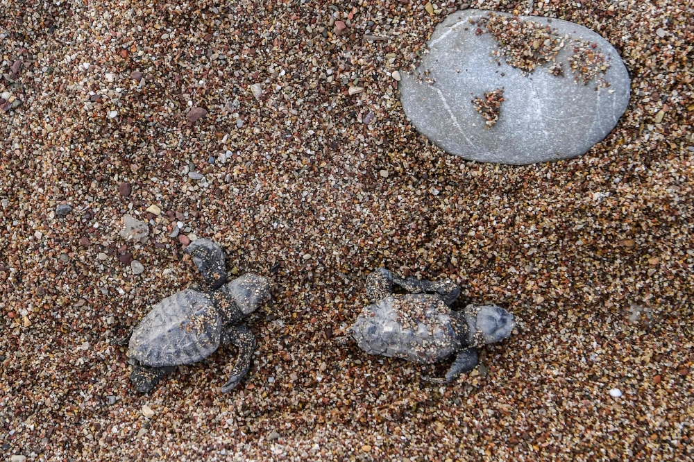 Newborn loggerhead turtles (Caretta caretta) head towards the sea after got free from their eggshells at a beach in Kyparissia, south west Greece, on September 23, 2019.  AFP / Aris Messinis 