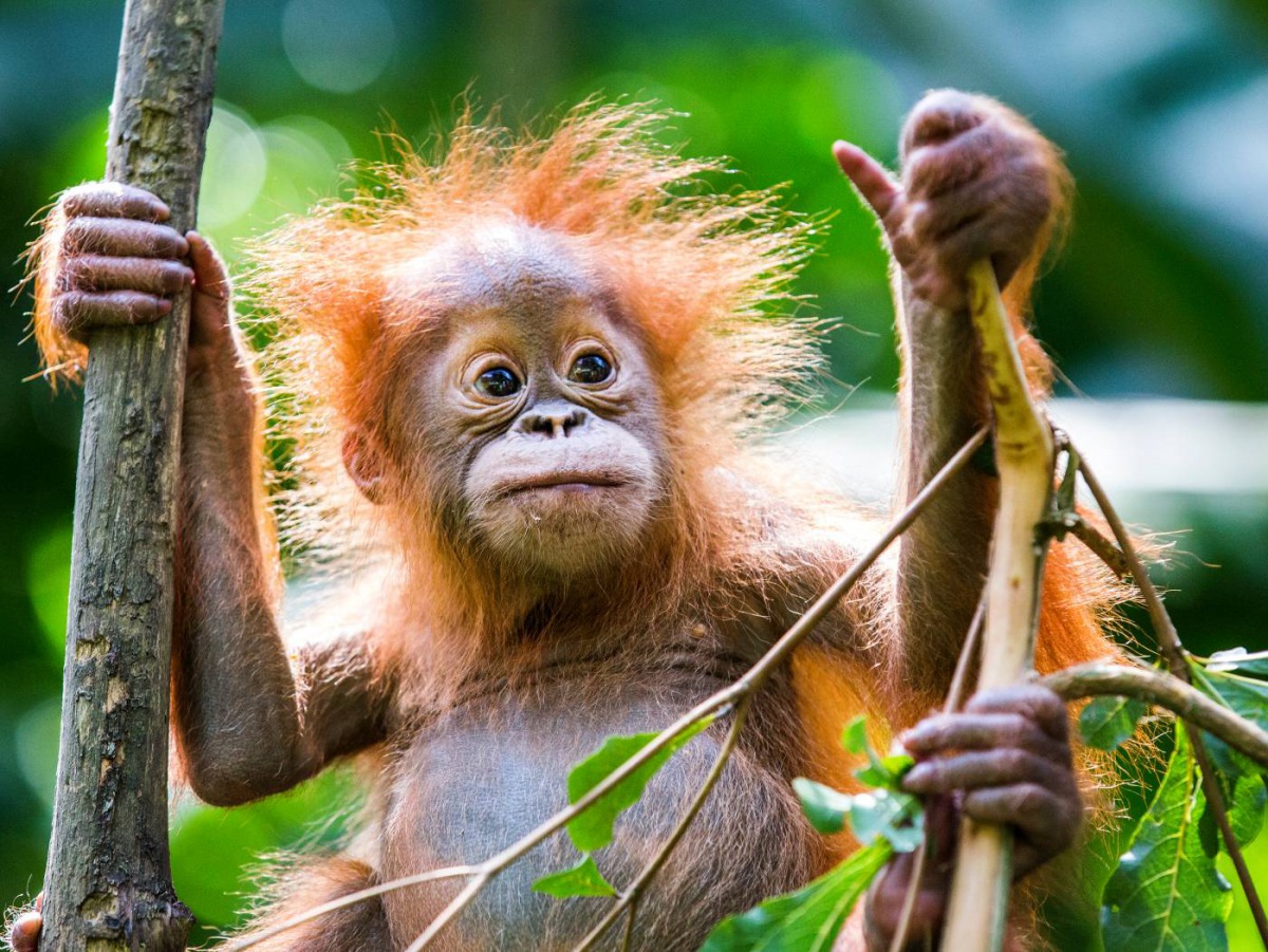 An orphaned orangutan in the Sumatran Orangutan Conservation Programme Quarantine Centre in Medan, Indonesia, on August 22, 2016. Handout: Paul Hilton