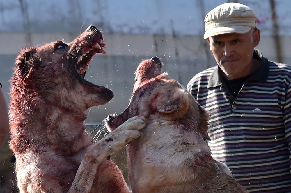 Central Asia's shepherd dogs (alabay) take part in a dogfight in the arena in the Kyrgyztan capital Bishkek on October 20, 2019. AFP / Vyacheslav Oseledko
