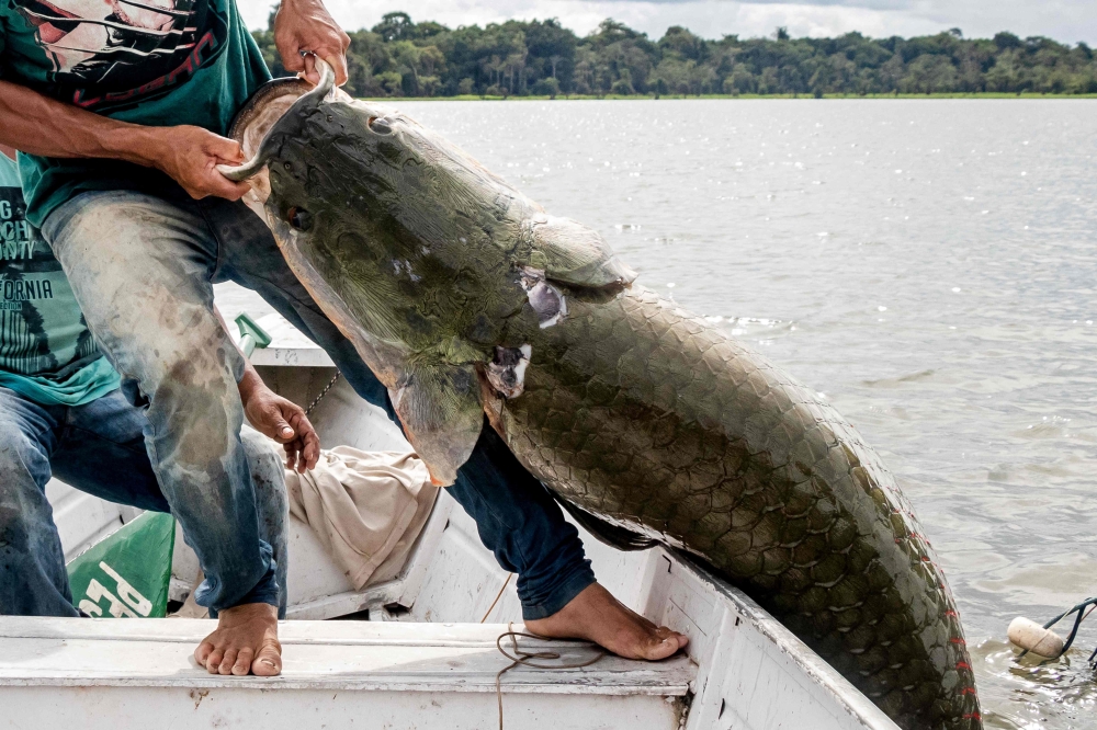 A large Pirarucus -Arapaima gigas- fish being caught from the water at the Amana Sustainable Develpment Reserve, Brazil on November 27, 2018. AFP / Bernardo Oliveira