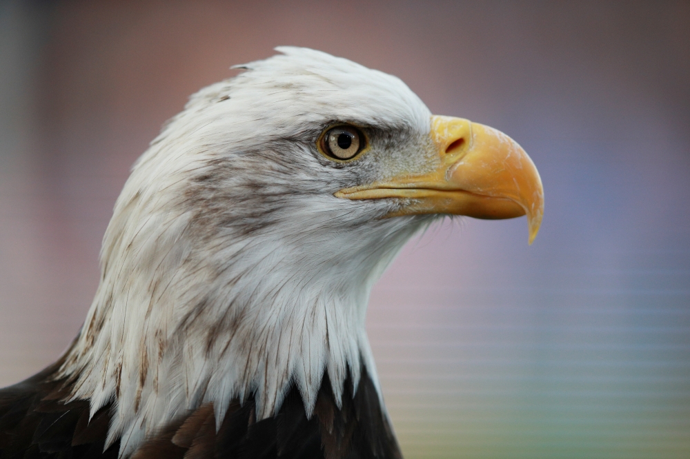  Representative image: Crystal Palace mascot Kayla the Eagle before a match. Reuters/Ian Walton 