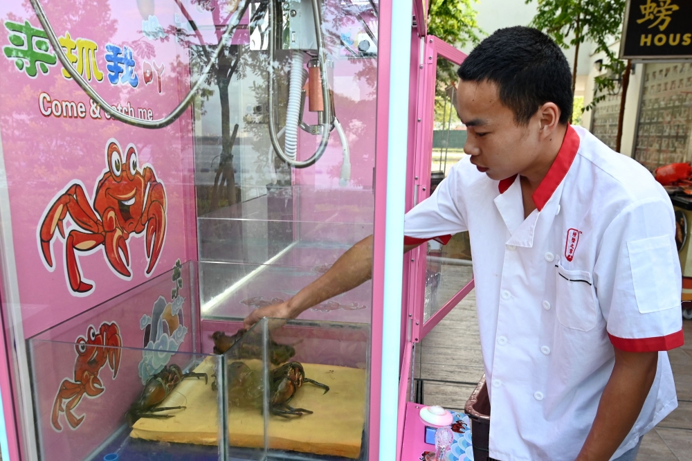 This photograph taken on October 23, 2019 shows a restaurant worker loading crabs into a claw machine at a seafood restaurant in Singapore. AFP / Roslan Rahman
 