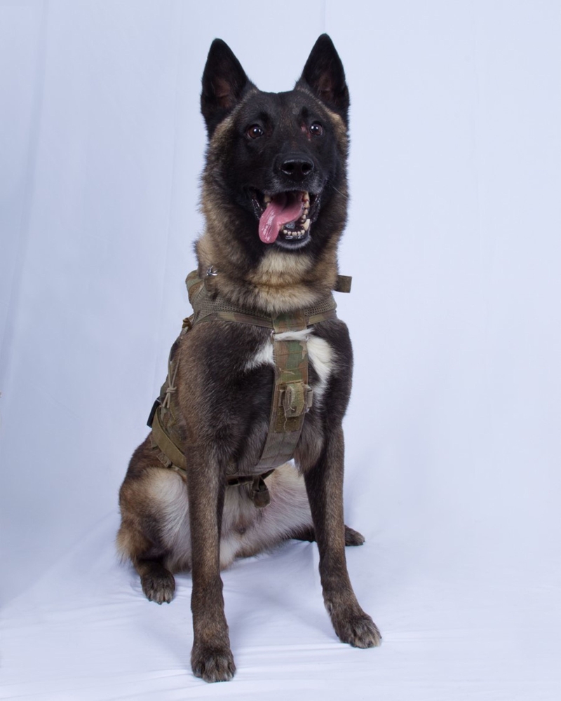 This undated image released by the US Department of Defense on October 30, 2019, shows the military dog who sustained minor injuries during the Al-Baghdadi raid. 