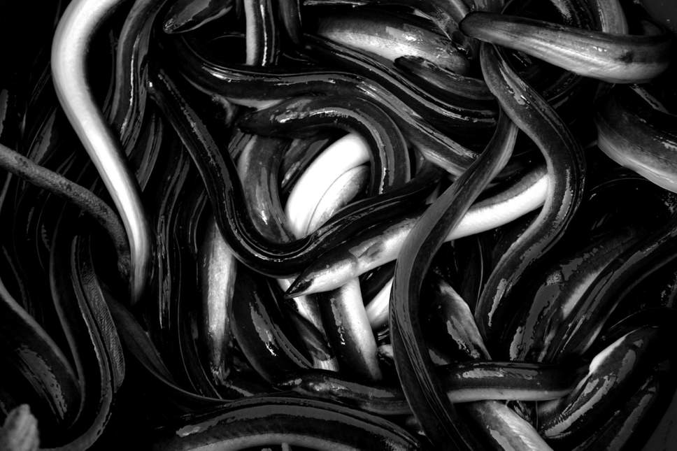 Inside their four suitcases, officers found plastic bags with water carrying the eels, also known as 