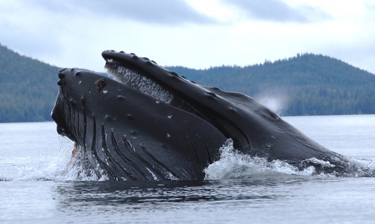 Humpback whale Megaptera novaeangliae straining krill in Alaskan sea. (Southeast National Oceanic and Atmospheric Administration) 