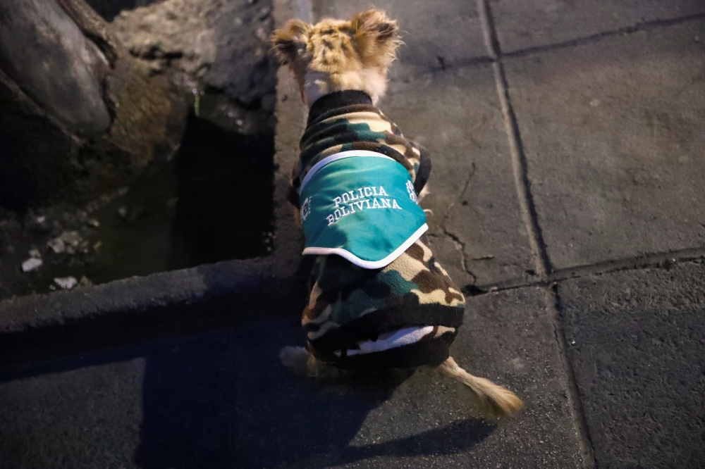 A dog wearing a vest that reads 