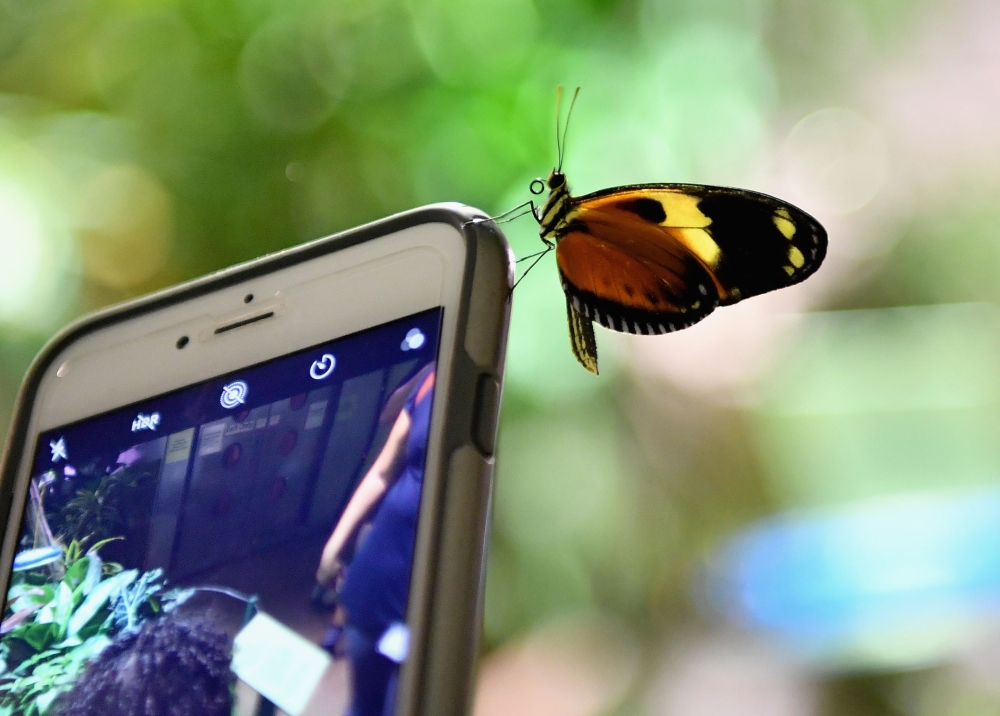 A butterfly sits on a mobile phone during a preview visit of the butterfly conservatory at the American Natural History Museum in New York on October 3, 2018. AFP / Angela Weiss