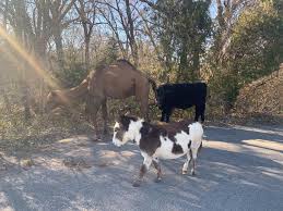 Police in Goddard had asked for help over the weekend in a Facebook post locating the owners of the 