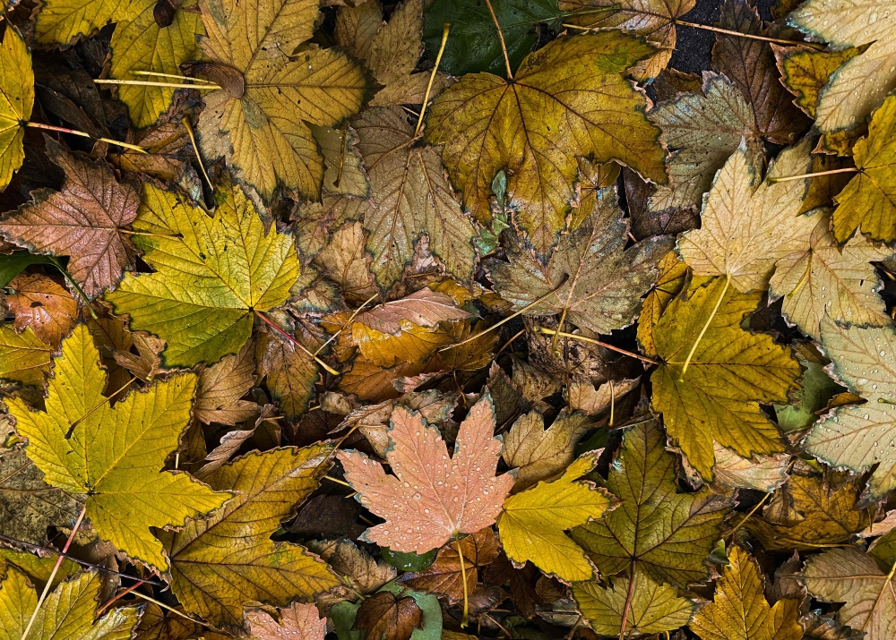 Soggy wet from the rain, autumnal coloured leaves lay on the ground on November 17, 2019 in Berlin. AFP / David Gannon 