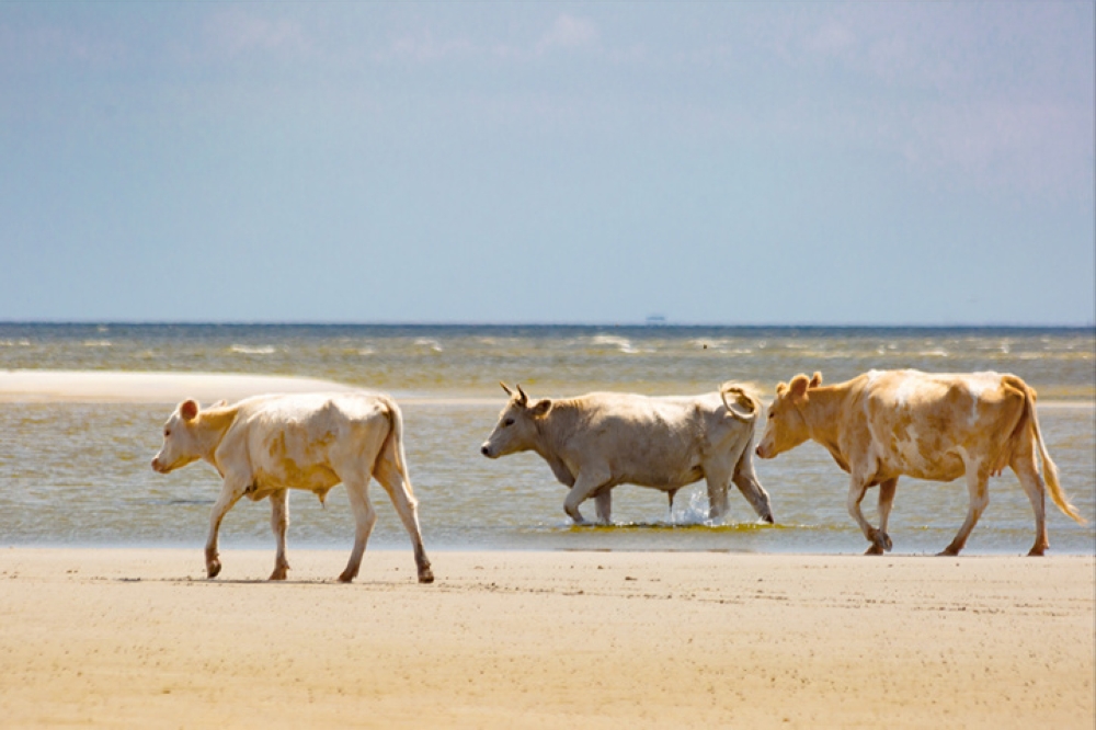 Wild cows are seen on Cedar island, North Carolina, before the Hurricane Dorian surge, August 2019, in this image obtained via social media. Carolina Wild Ones/Paula D. O'Malley/via Reuters 