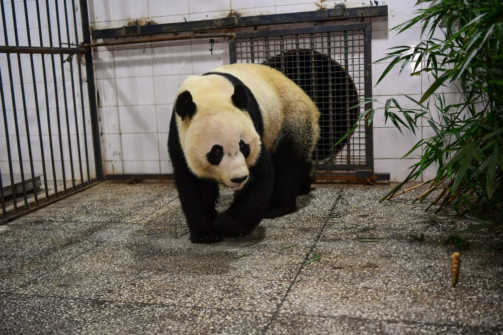 US-born giant panda Bei Bei arrives at the Bifengxia base of the China Conservation and Research Centre of the Giant Panda in Yaan, China's southwestern Sichuan province, early on November 21, 2019. China OUT / AFP / STR 