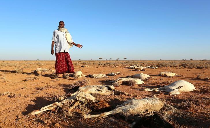 An internally displaced man looks at the carcasses of his goats and sheep in the outskirts of Dahar town of Puntland state in northeastern Somalia, December 15, 2016. Reuters/Feisal Omar 