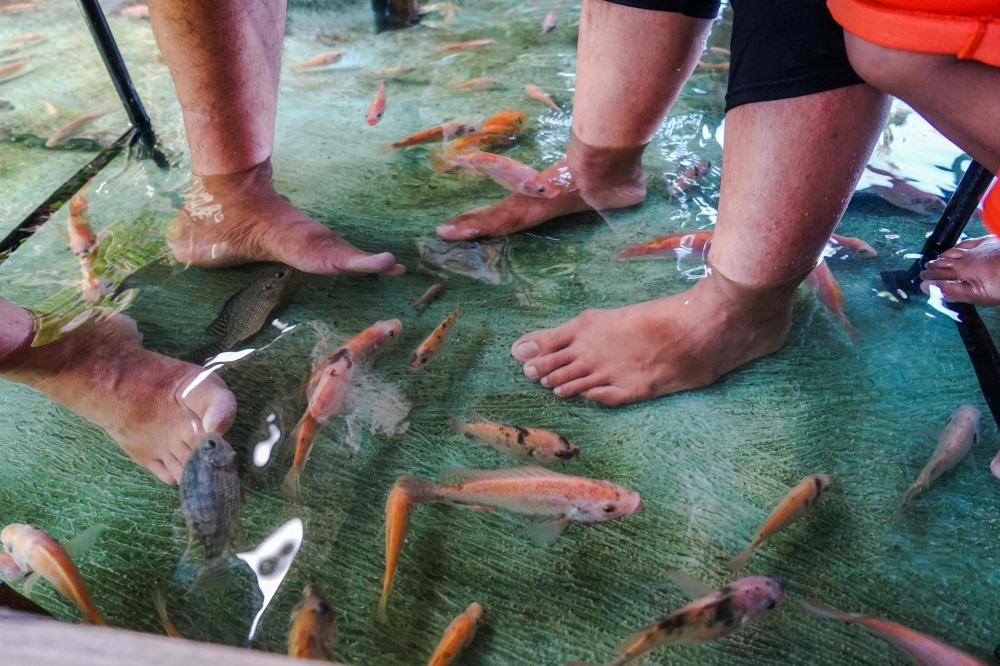 TOPSHOT - This picture taken on November 15, 2019 shows fish nibbling at the feet of Indonesian diners having their lunch at a fish pool restaurant at Wedomartani village in Yogyakarta./ AFP / OKA HAMIED 