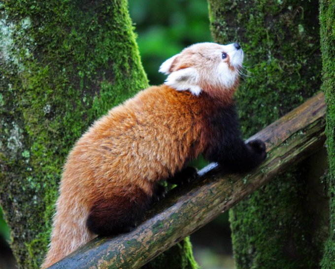 A file photo taken from @BelfastZoo Twitter account
