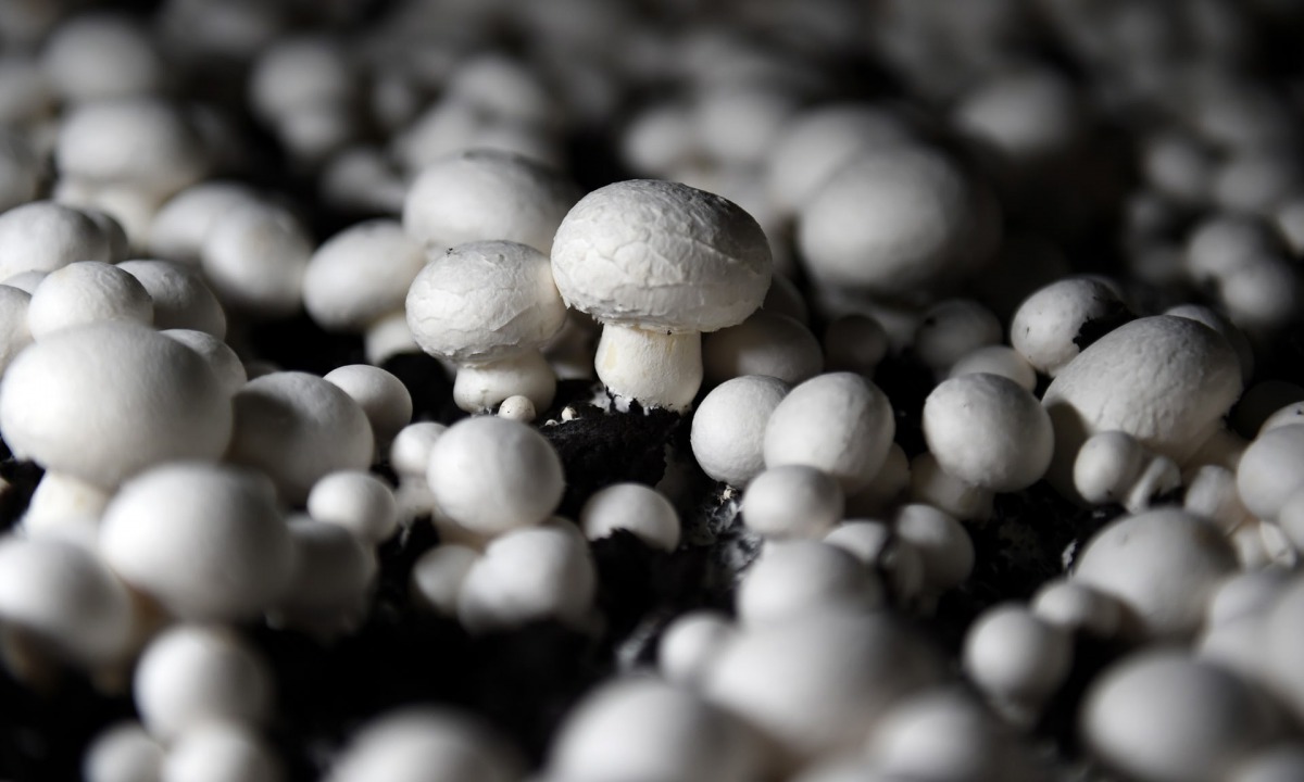 Every day 50 tonnes of mushrooms are shipped across the Irish Sea to the big UK supermarket chains. (Clodagh Kilcoyne / Reuters)