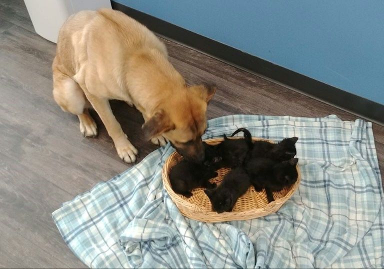 The female mogrel named Serenity by animal rescuers kept a litter of tiny kittens alive with her body warmth on a cold Canadian night (AFP Photo/Handout)