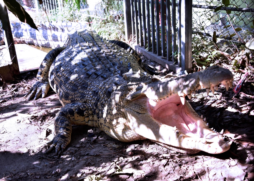 This picture taken on June 22, 2019 shows a crocodile at the compound of a police station in Dili. AFP / Valentino Dariell De Sousa