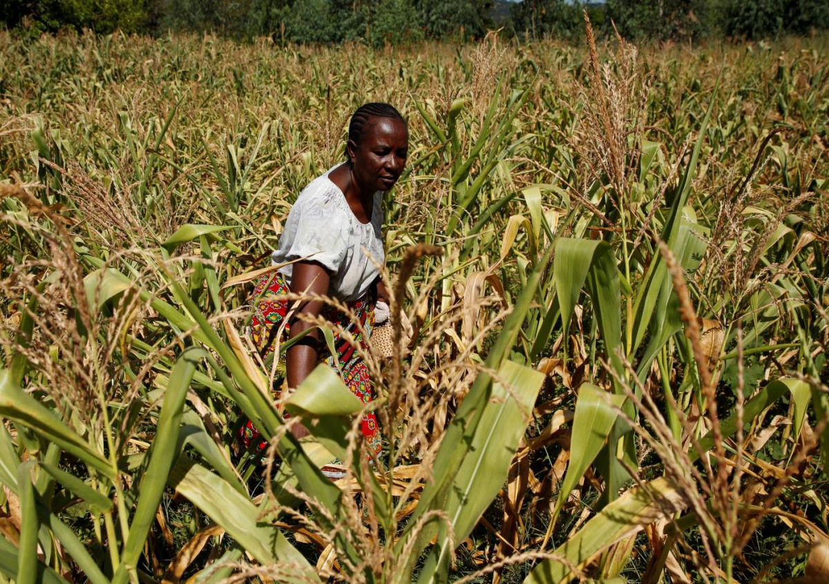 Villager Shupikai Makwavarara inspects her failing maize crop in rural Bindura near Harare, Zimbabwe, March 1, 2019. Reuters / Philimon Bulawayo