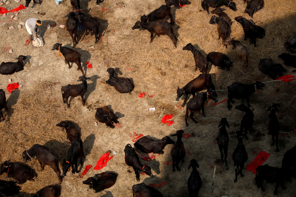 Buffaloes are kept inside an enclosure awaiting sacrifice during the 