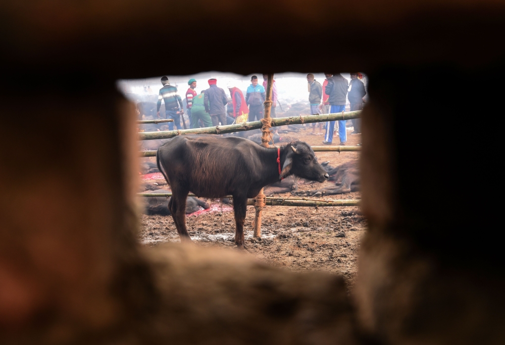 A buffalo is seen through a wall's hole as it stands in an enclosure ahead of a sacrificial offering to Hindu goddess Gadhimai during the Gadhimai Festival in Bariyarpur, 160 kms south of the capital Kathmandu on December 3, 2019. AFP / PRAKASH MATHEMA