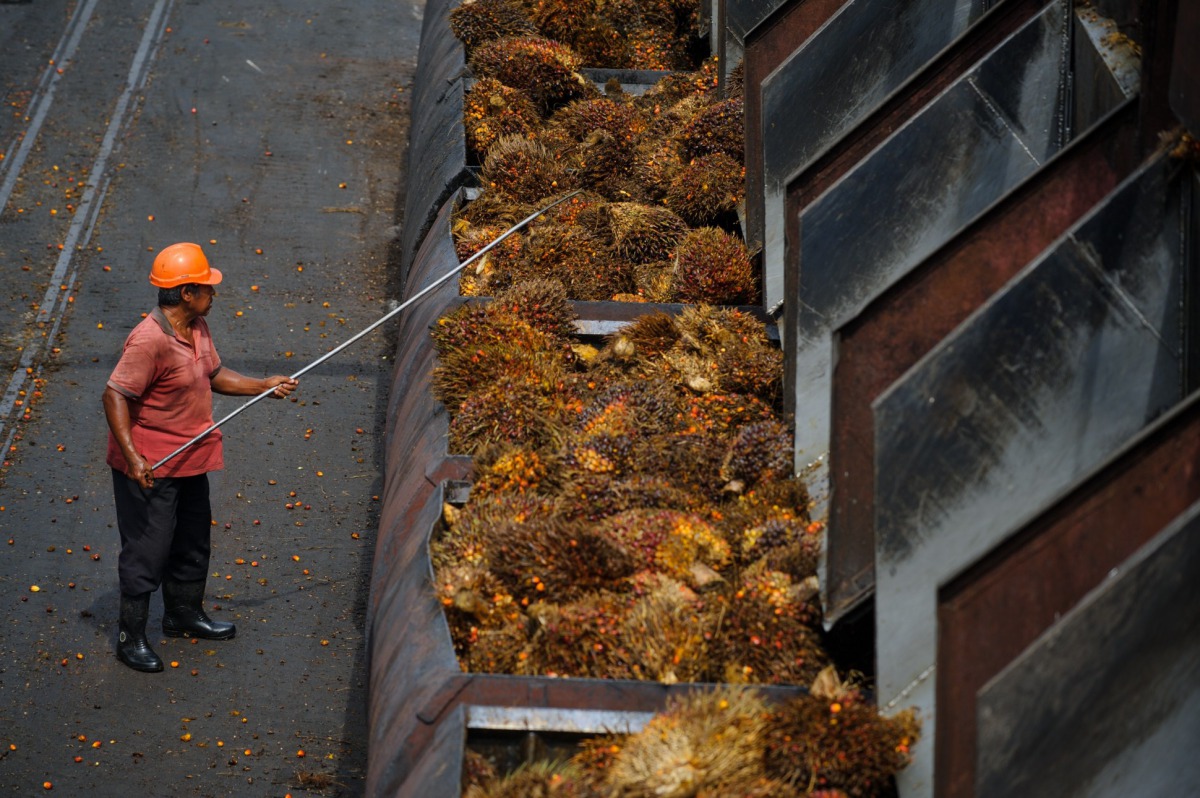 A worker arranges palm oil fruits at a factory in Sepang outside Kuala Lumpur. AFP / Mohd Rasfan