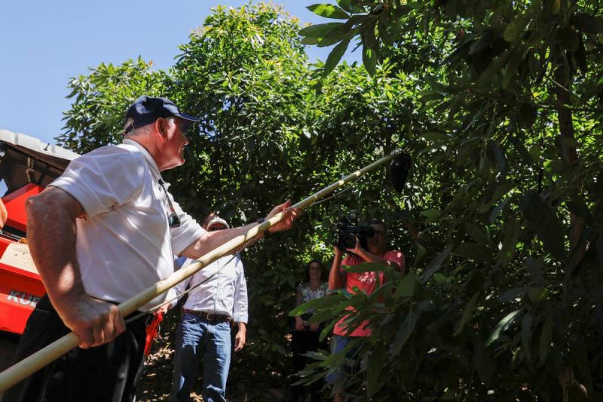 US Department of Agriculture Secretary Sonny Perdue uses a pole to pick an avocado as he visits the Rancho Guejito Avocado farm in Escondido, California, US, July 15, 2019. Reuters/Mike Blake