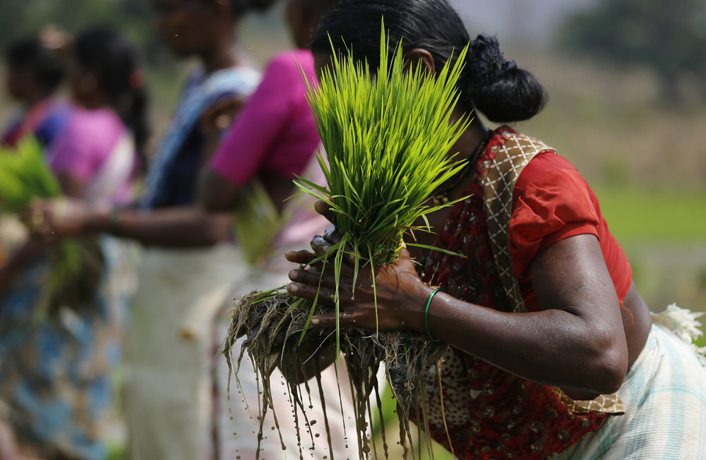 A laborer ties a bundle of rice saplings as others plant them in another field in Karjat, India, March 1, 2016. Reuters / Danish Siddiqui