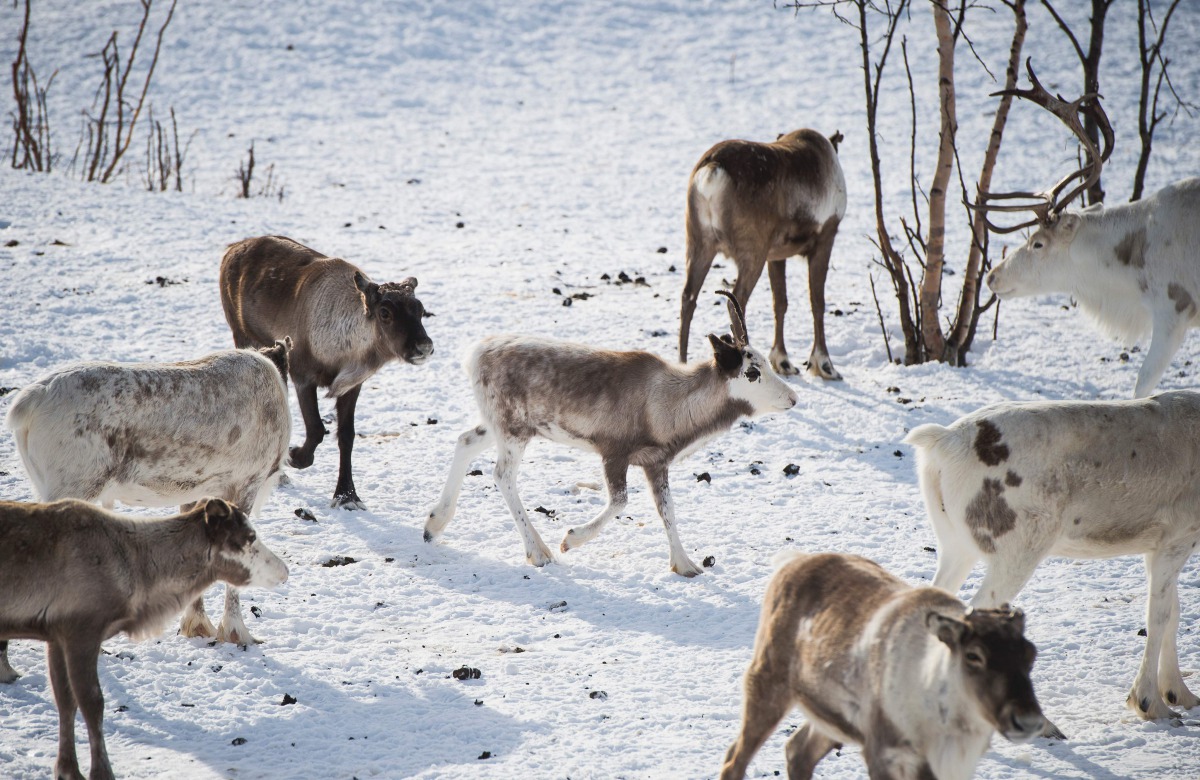 This file photo taken on March 16, 2017 shows reindeers in Kautokeino, a town in Finnmark county, located in the northeastern part of Norway. AFP / Jonathan Nackstrand