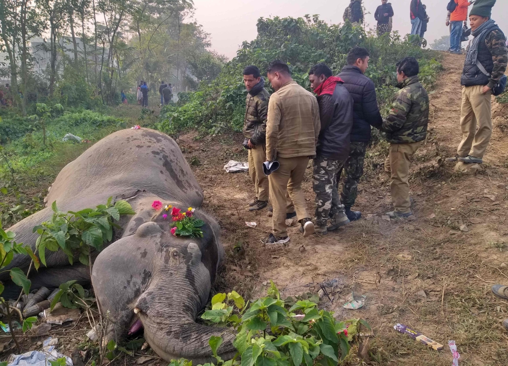 Indian villagers and forestry workers gather around the body an elephant after a speeding passenger train struck two elephants crossing the rail tracks at Batasi village near India-Nepal border, some 37 kms from Siliguri on December 11, 2019. AFP
 