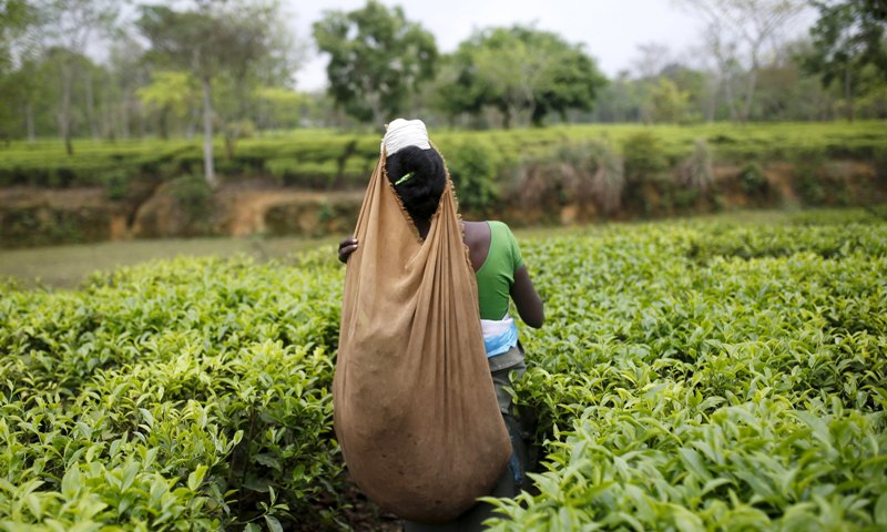 A tea garden worker plucks tea leaves on an estate in Assam India April 21, 2015. Reuters / Ahmad Masoodc