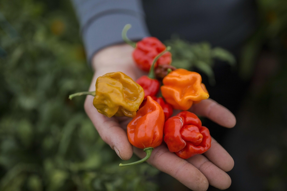 The young farmer Aleksandar Tanic shows the hottest peppers in Serbia on December 3, 2019 that he produces in the southern Serbian town of Niska Banja.Among them is the chubby and gnarled Carolina Reaper, considered to be the hottest pepper in the world a