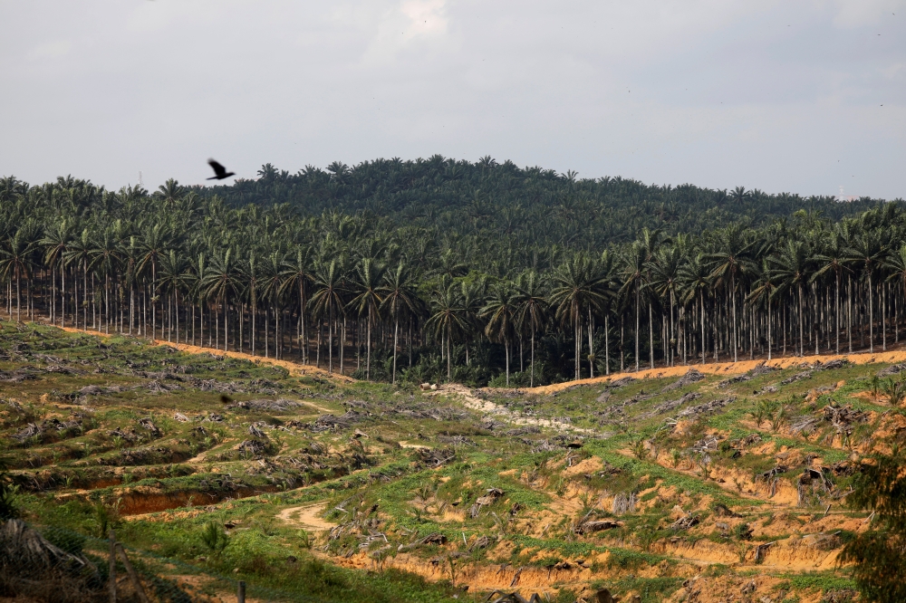 Land that has been cleared is pictured at an oil palm plantation in Johor, Malaysia February 26, 2019. Reuters / Edgar Su