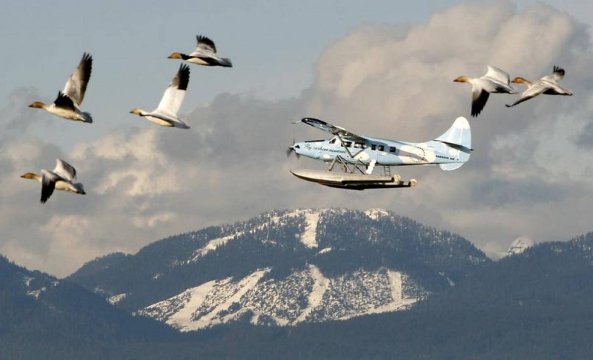 Snow geese and a float plane pass Cypress Mountain prior to the Vancouver 2010 Winter Olympic Games February 9, 2010. Reuters/Chris Helgren