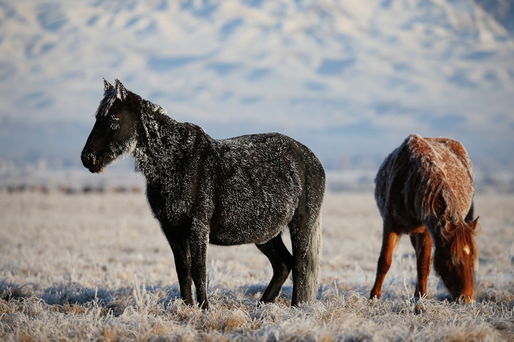 Horses graze in a wintry steppe outside the village of Kaynar in Almaty region, Kazakhstan December 8, 2019. Reuters/Pavel Mikheyev 