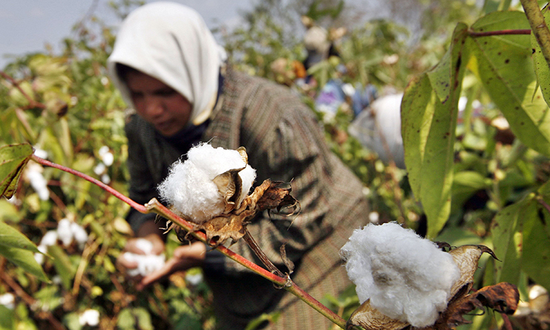 Representative image (An Egyptian farmer collects cotton harvest at farm in al-Massara village near the Nile delta city of Mansura north of Cairo. AFP)  