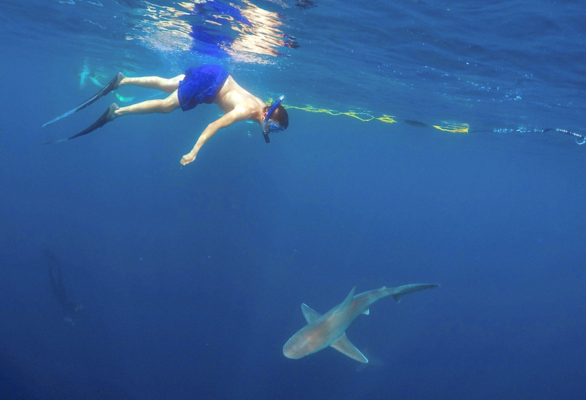 File photo: A tourist swims with a sandbar shark on a cageless shark dive tour in Haleiwa. Hawaii, February 16, 2015. Reuters / Hugh Gentry
