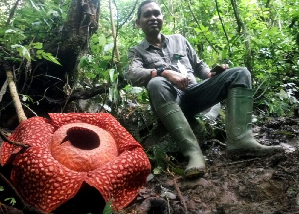A fleshy red flower with white blister-like spots on its enormous petals and measuring a whopping 111 centimetres (3.6 feet) in diameter at the Maninjau nature preserve in Agam, West Sumatra. AFP / West Sumatra BKSDA