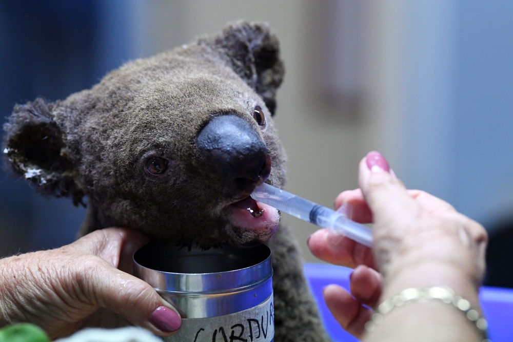 File photo of a rescued kaola receiving treatment in Port Macquarie. AFP