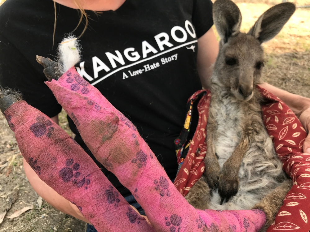 Wildlife Information, Rescue and Education Services (WIRES) volunteer and carer Tracy Dodd holds a kangaroo with burnt feet pads after being rescued from bushfires in Australia's Blue Mountains area, December 30, 2019. Reuters/Jill Gralow