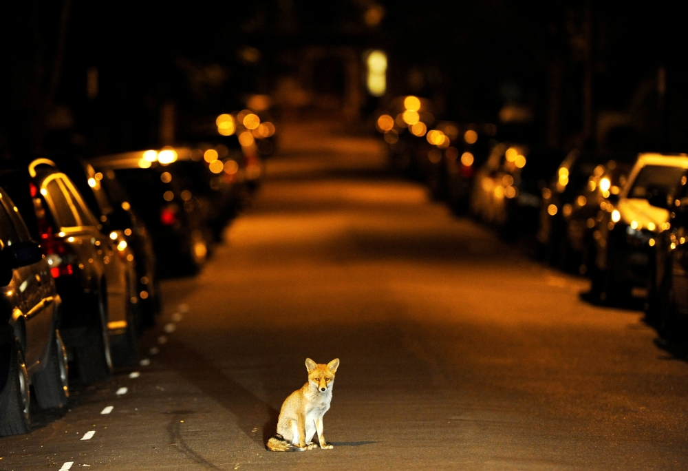 An urban fox sits in the middle of a south London road in the early hours of September 17, 2008. Reuters / Dylan Martinez