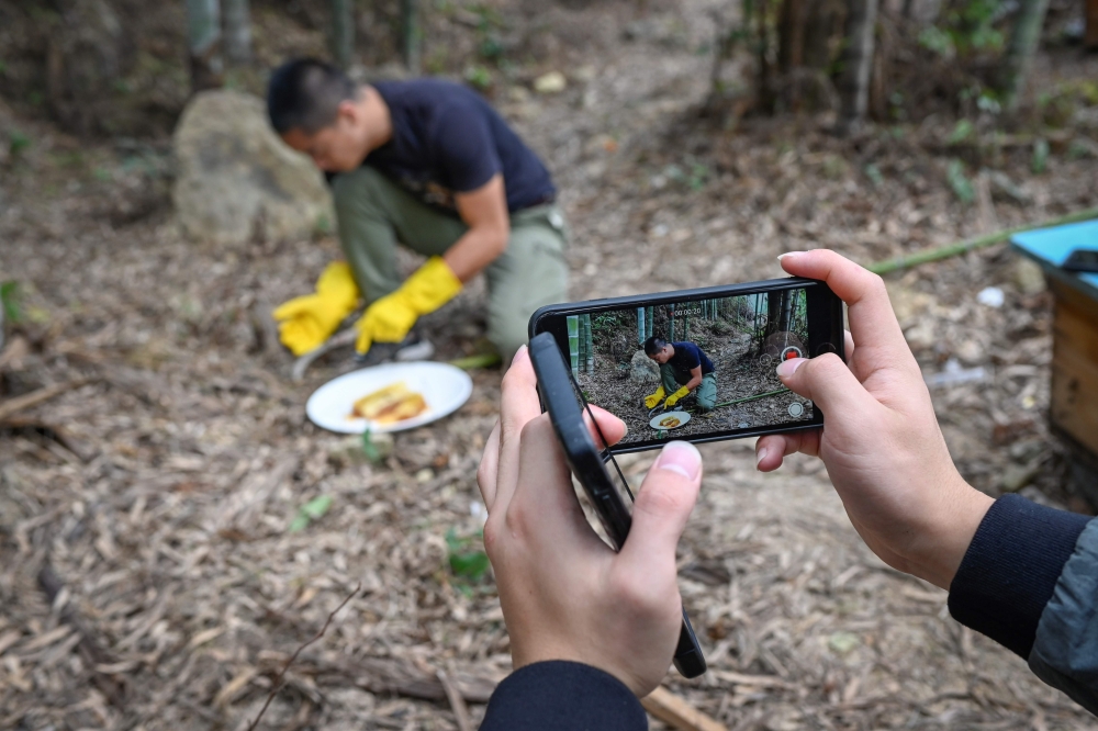 Chinese farmers Ma Gongzuo's assistant (pictured hands) using a mobile phone to take a video as Ma Gongzuo (C) tastes honey at his apiary in Songyang county in China's Zhejiang province on November 13, 2019. AFP / Wang Zhao