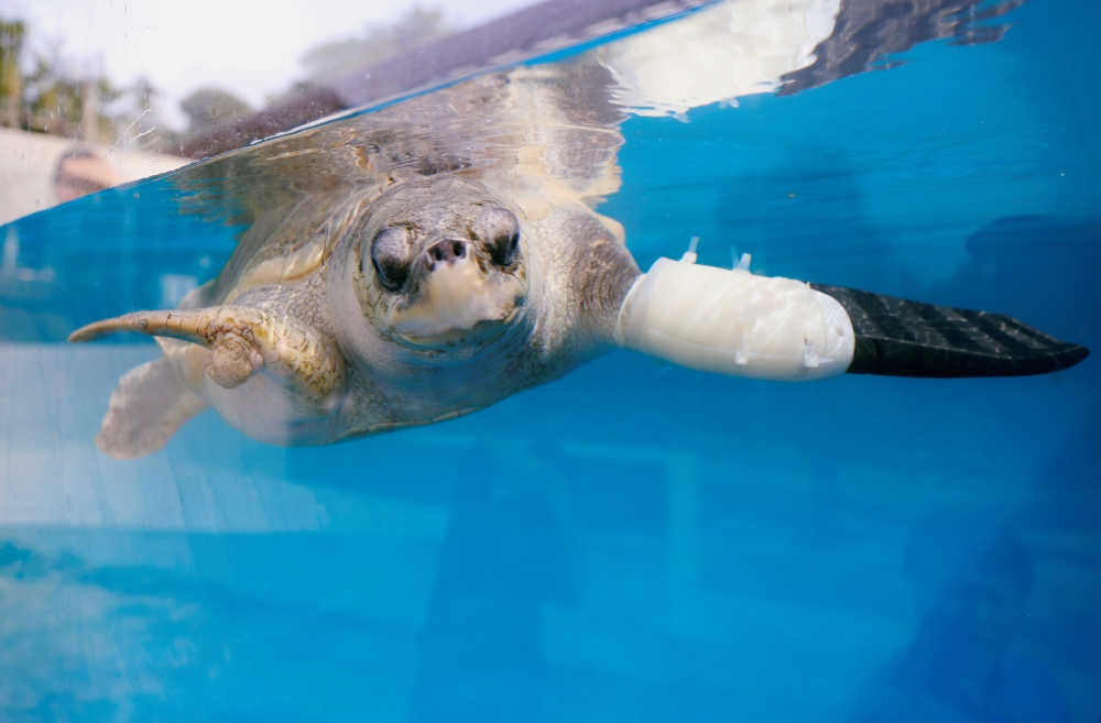 Female turtle named Goody tests out the first prosthetic flipper that will help other sea turtles injured from fishing gears to swim again, in Phuket, Thailand January 10, 2020. Picture taken January 10, 2020. REUTERS/JIRAPORN KUHAKAN