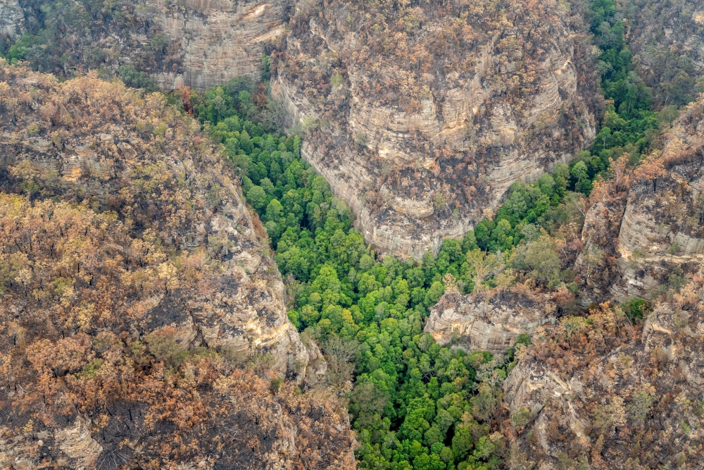 An aerial view of Wollemi National Park where endangered Wollemi Pines are being protected from bushfires by a specialist team of remote-area firefighters and parks staff at New South Wales, Australia mid-January 2020 NSW NPWS/Handout via REUTERS