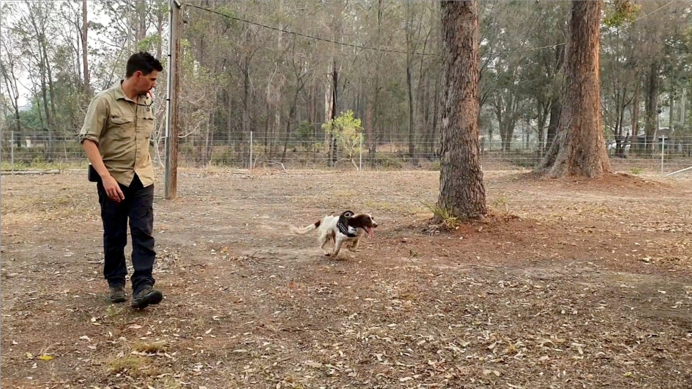 Animal trainer Ryan Tate watches Taylor, a koala detection dog, during a demonstration that shows how the dog spots the marsupial through fur and fresh scat, at Port Macquarie, New South Wales, Australia, November 22, 2019, in this still image from video 