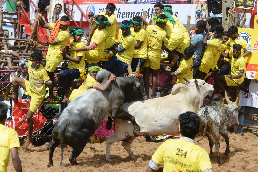 :Participants try to control bulls during the annual bull taming 'Jallikattu' festival in Palamedu village on the outskirts of Madurai in the southern Indian state of Tamil Nadu on January 16, 2020. / AFP / Arun SANKAR 