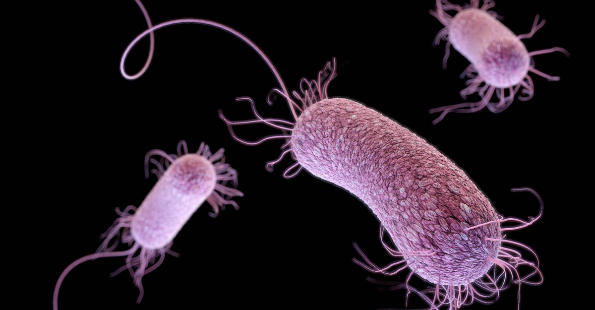 Potentially deadly multidrug-resistant strains of Pseudomonas aeruginosa can infect hospital patients through ventilators and other devices. Reuters/Courtesy of Centers for Disease Control and Prevention (CDC)
 