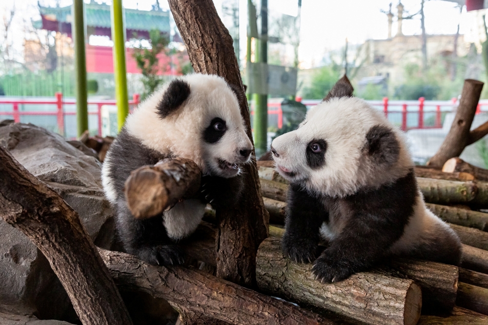 A handout photo shows twin panda cubs Meng Yuan (nicknamed Paule) and Meng Xiang (nicknamed Pit) in Berlin Zoo, Germany, January 21, 2020. Berlin Zoo/Handout via REUTERS
