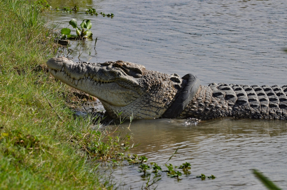 This photo taken on February 2, 2020 shows a crocodile, with a motorbike tyre around its neck, by the riverbanks in Palu, Central Sulawesi province. AFP / Nanang 