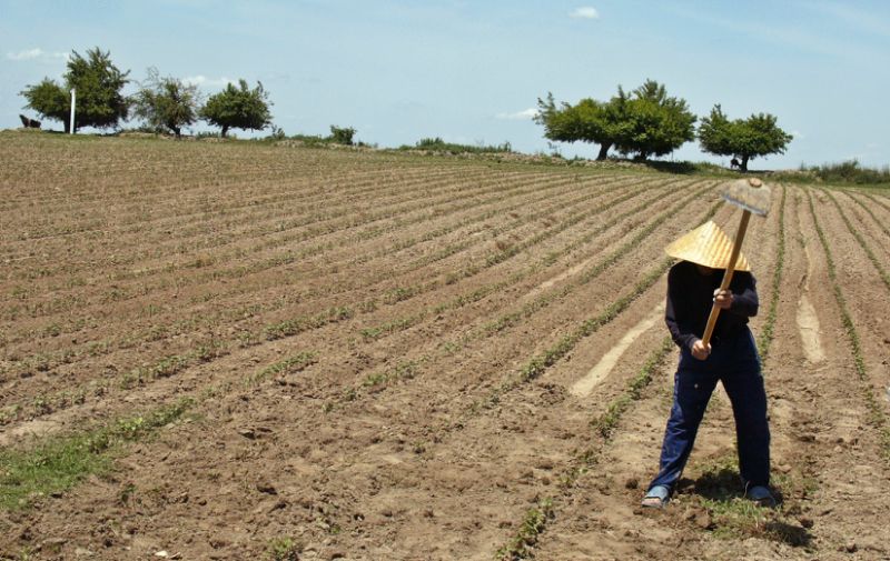 An Uzbek farmer tills a cotton field outside Tashkent farm, May 20, 2005. AFP / Denis Sinyakov